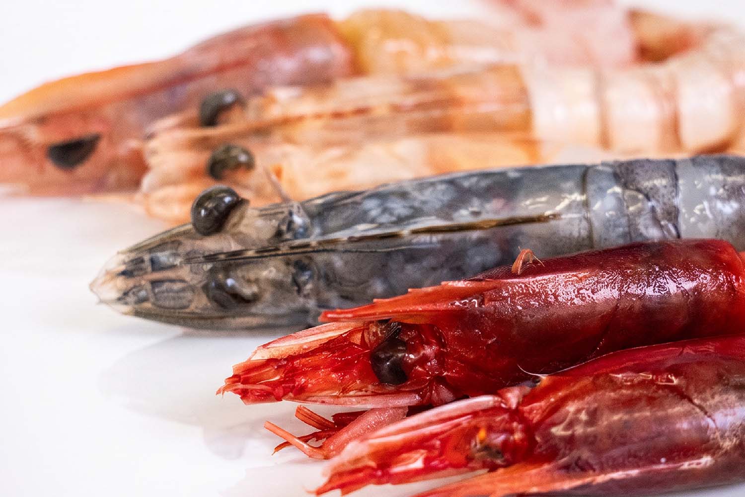 Scopri come creare un aperitivo di mare divertente e gustoso con gamberi, capesante e crudi Lisca Losca.